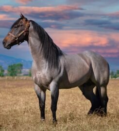 Horses for Sale Raleigh