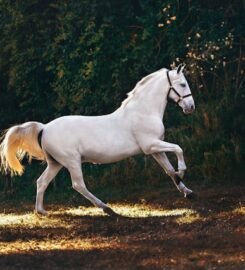 Horses for Sale Raleigh