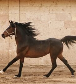 Horses for Sale Raleigh